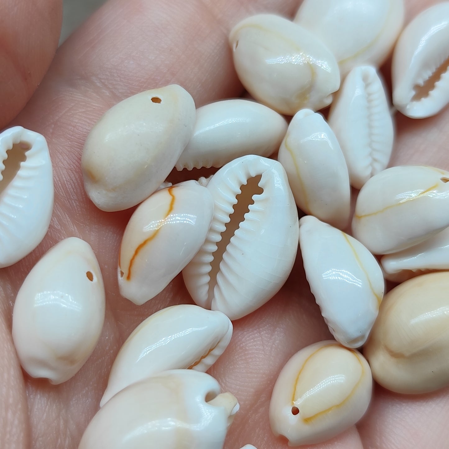 Coquillage – pendentif naturel – lot de 20